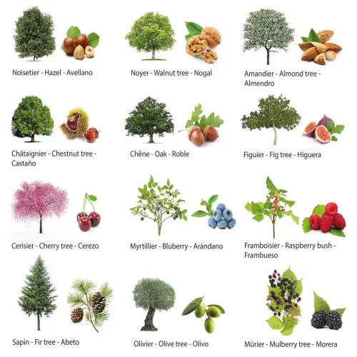Rouleau de gommettes Arbres 360 unit&eacute;s - Apli 