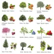 Rouleau de gommettes Arbres 360 unit&eacute;s - Apli 
